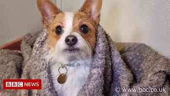 Coventry RSPCA appeals for dog blankets amid cold snap - BBC News