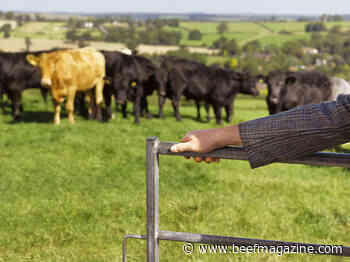Cattle markets: 2022 and beyond