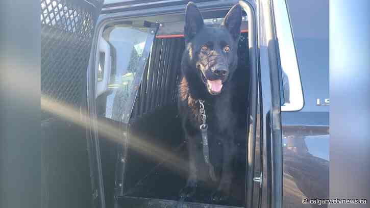 Police dog tracks, locates missing woman in forested area in southern Alberta