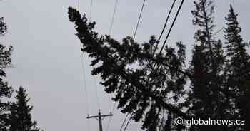 Overnight winds knock out power, fell trees in areas of southern Alberta