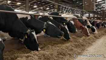 Zapping cow dung with lightning is helping to trap climate-warming methane
