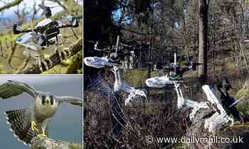 Engineers create robotic bird that can grasp branches