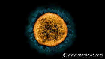 First case of Omicron coronavirus variant identified in the US - STAT - STAT