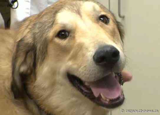 Calgary seniors communities should be more pet friendly says researcher