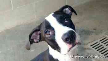 Abbandonano la cagnolina al mercato ortofrutticolo, rintracciati grazie a cittadini e associazioni: nei guai due baresi - BariToday