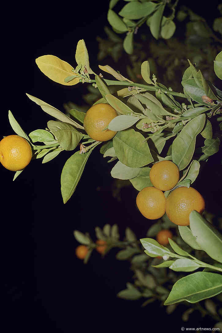 Adler Guerrier Discusses Capturing the Sweetness of the South