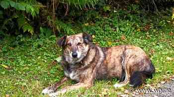 Marsberg: Hündin Brownie ist wieder zur LWL-Klinik geflohen - Westfalenpost