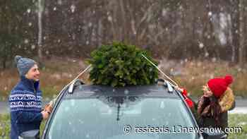 AAA offers tips for safely transporting Christmas trees on vehicles