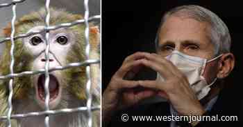 Fauci Kidnapped Monkeys off Island So NIAID Could Perform Sick Taxpayer-Funded Experiments on Them: Report