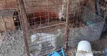 Cuneo, cascina con cani rinchiusi in piccole gabbie: liberati - Corriere della Sera