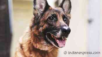 Karnataka Forest Department deploys sniffer dog in BRT to detect wildlife crimes - The Indian Express