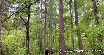 Walk among Minnesota's oldest and largest pines in this ancient forest that survived by mistake - Minneapolis Star Tribune