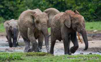 GABON: A DNA-based technique makes it possible to count 95,000 forest elephants - AFRIK 21