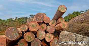 CONGO BASIN: the objectives of the new regional forest certification scheme - AFRIK 21