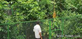 How Chamisal Vineyards Created The First Miyawaki Forest At A U.S. Winery To Sequester Carbon - Forbes