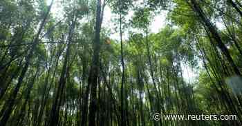 Brazil's Suzano CEO says $12-$13 carbon price could support forest regeneration - Reuters