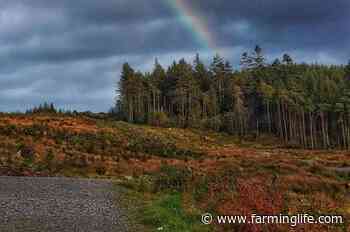Horses left with swollen legs following ‘traumatic’ forest hack - Farming Life