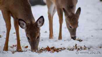 Chronic wasting disease ravaging deer population near South Saskatchewan River