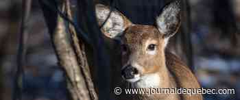 Des premiers cas de COVID-19 confirmés chez les cerfs du Québec