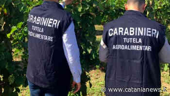 Pistacchio e pecorino "tarocchi", sequestri a Catania e Messina - Catania News