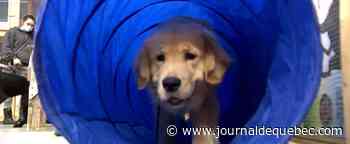 L'incidence du télétravail sur les services animaliers