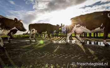 Methaanreductie blijkt wel nodig voor het halen van de klimaatdoelen | Opinie - Friesch Dagblad