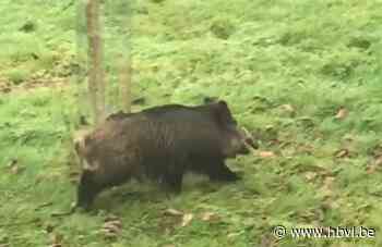 COLUMN Michel Claesen: Everzwijn in Kleine-Spouwen - Het Belang van Limburg