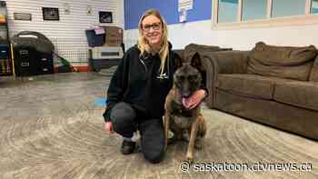Saskatoon dog trainer sees rise in pandemic pups not being properly socialized