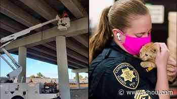 Kitten stuck 30 feet up on Highway 90 support beam rescued - KHOU.com