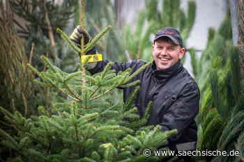 Dresden: Weihnachtsbaum-Verkäufer profitieren von Corona - Sächsische.de