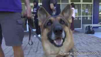 Therapy Dogs and Petting Zoo at St. Thomas University Ahead of Finals