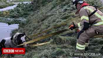 Horse rescued after falling into Grays river