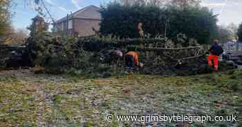 Tree team spends weekend clearing up Storm Arwen damage - Grimsby Live