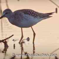 Executive Committee approves acquisition of 3 lots for conservation - The Suburban Newspaper