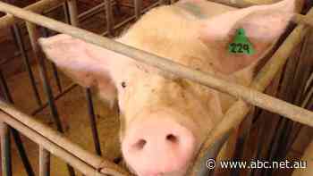 Brazilian meat giant wins ACCC approval for Rivalea piggery takeover