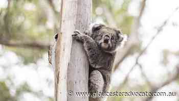 Species at risk of extinction in Victoria - Gloucester Advocate