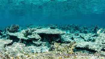 Coral rubble a threat after mass bleaching - Gloucester Advocate