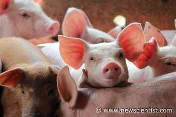 UK gene-edited food plans must not harm animal welfare, say ethicists - New Scientist