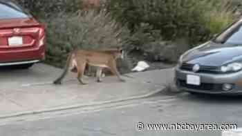 Mountain Lion Seen in Broad Daylight in San Bruno Neighborhood - NBC Bay Area