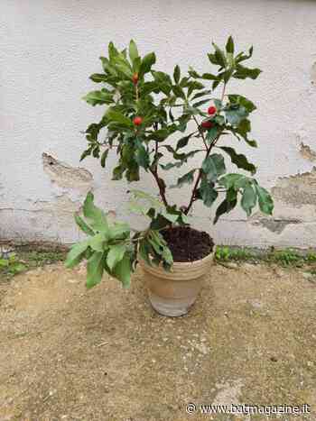 Trani - Festa dell’albero alla scuola Baldassarre - BAT Magazine