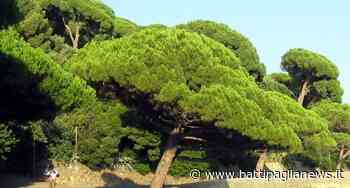 "Battipaglia Nostra" pronta a piantare dieci alberi alla scuola di Via Poliziano - Battipaglia News