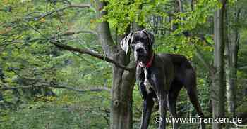 Herrenloser Hund tötet im Kreis Kronach Reh - Polizei sucht nach Besitzer