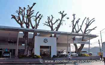 Volkswagen tala laureles sin permiso en Cuernavaca - El Sol de Cuernavaca