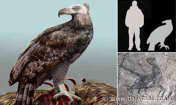 Huge eagle with a 10ft wingspan soared over New Zealand 800 years ago and feasted like a VULTURE