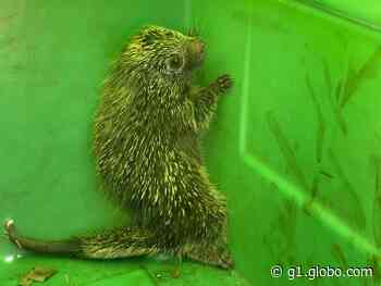 Porco-espinho é resgatado na Dutra em Lorena - G1