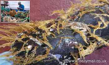 Animals and plants are now living on the Great Pacific Garbage Patch