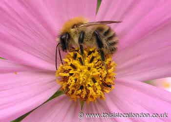 Bee-killing pesticides are destroying our ecosystem