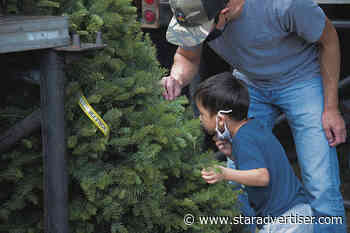 Many Christmas trees already sold, but plenty still are available