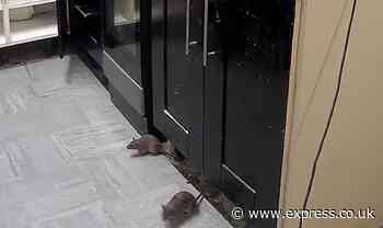 'Brave' rats take over mum's home and even chew through her children's vitamins