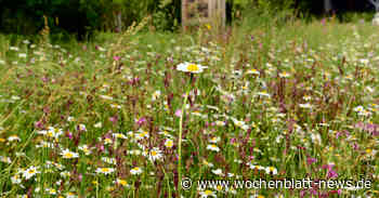 Vorgaben und Beratung für Grundstückseigentümer mehr Biodiversität schaffen: Keine Schottergärten in Bad Waldsee - Wochenblatt News